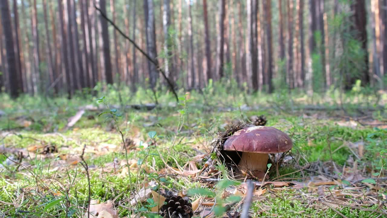 在森林里捡香菇的视频视频素材