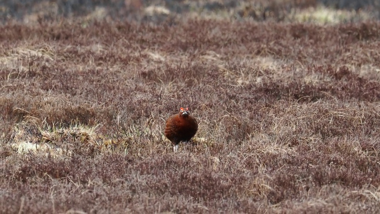 一只雄性红松鸡(Lagopus Lagopus scotica)在英国约克郡伊克利荒原上视频素材