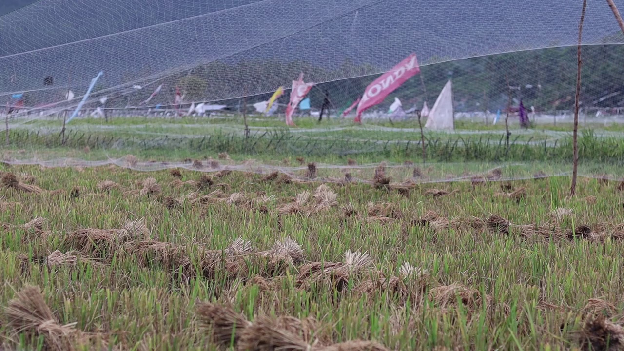 稻田视频素材