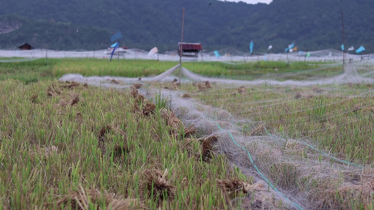 稻田视频素材