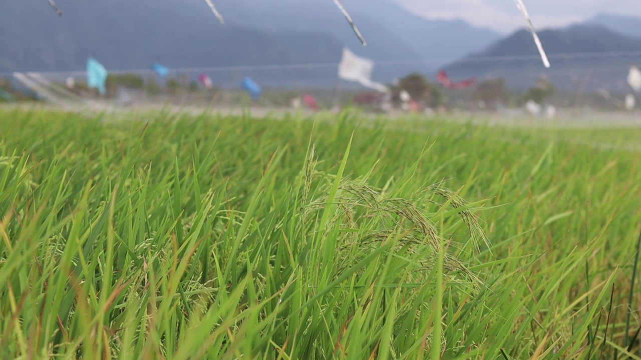 稻田视频素材