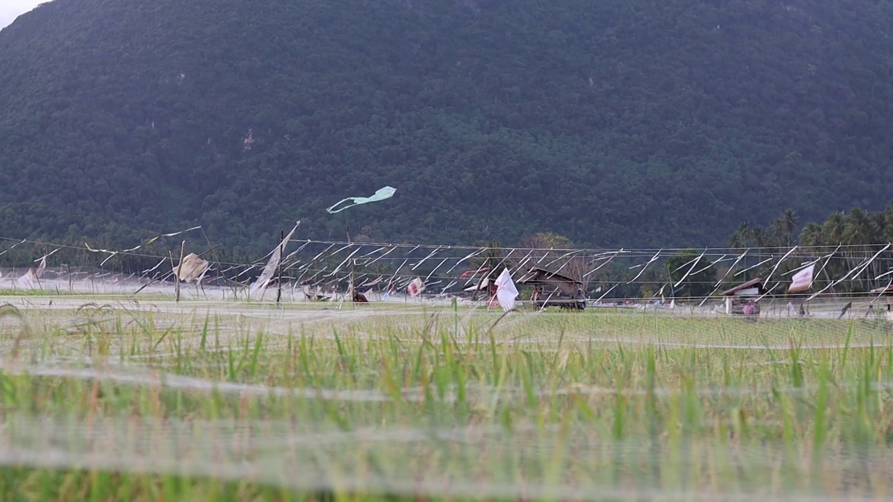 稻田视频素材