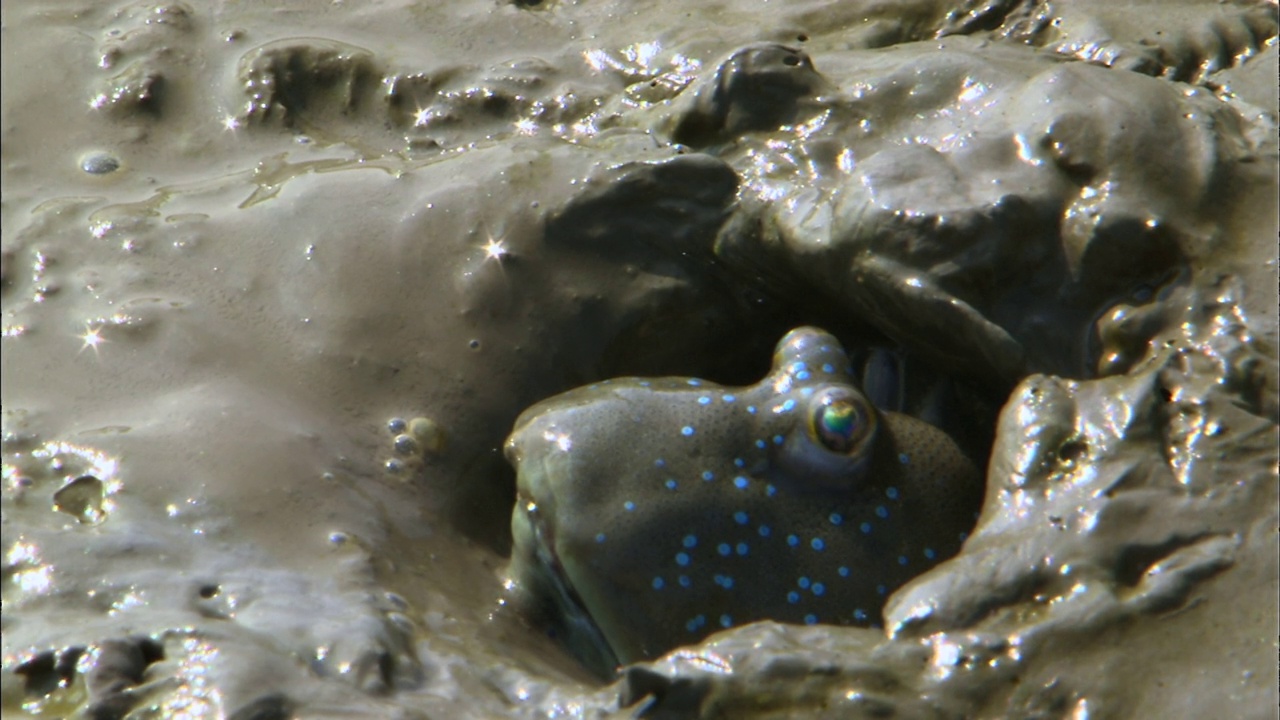 从洞里出来的大蓝斑弹涂鱼(Boleophthalmus pectinrostris)的脸视频素材