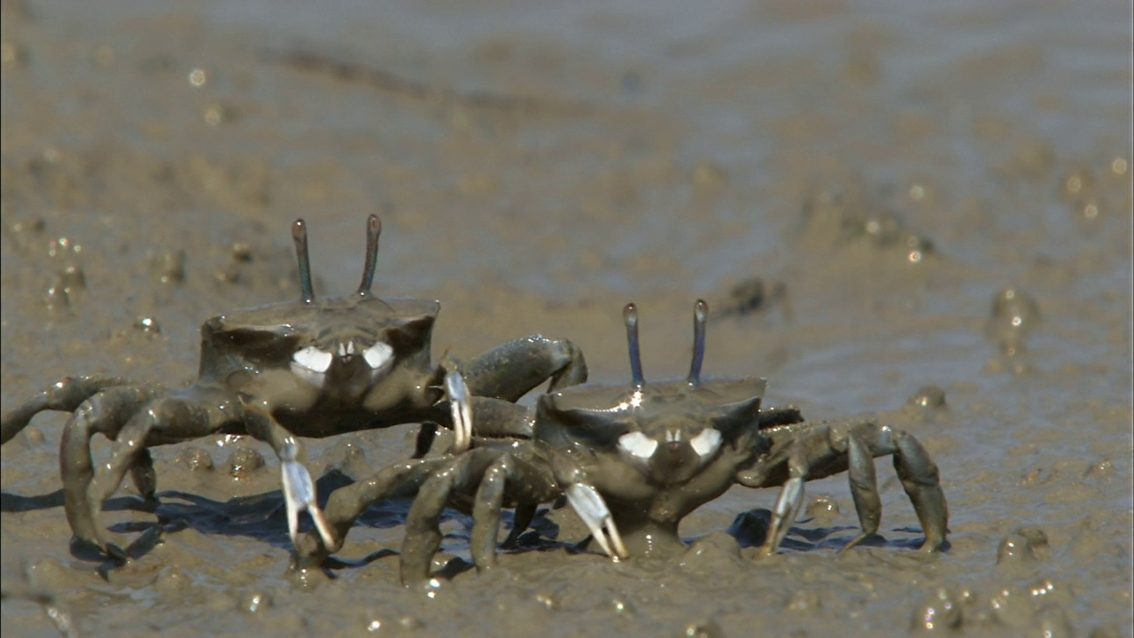 两只哨兵蟹(Macrophthalmus japonicus)正在吃猎物/韩国忠清南道瑞川郡视频素材