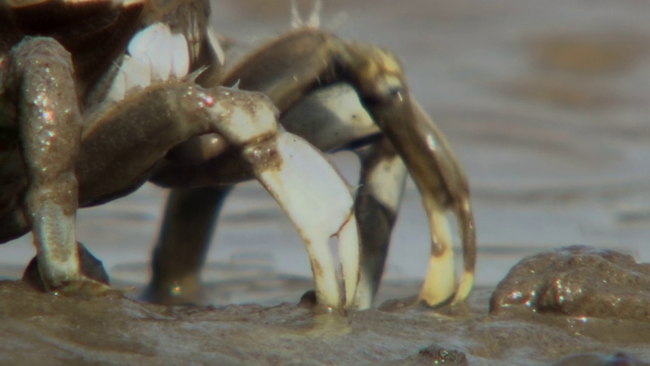 韩国忠清南道瑞川郡泥滩上的哨兵蟹(Macrophthalmus japonicus)进食生物视频素材