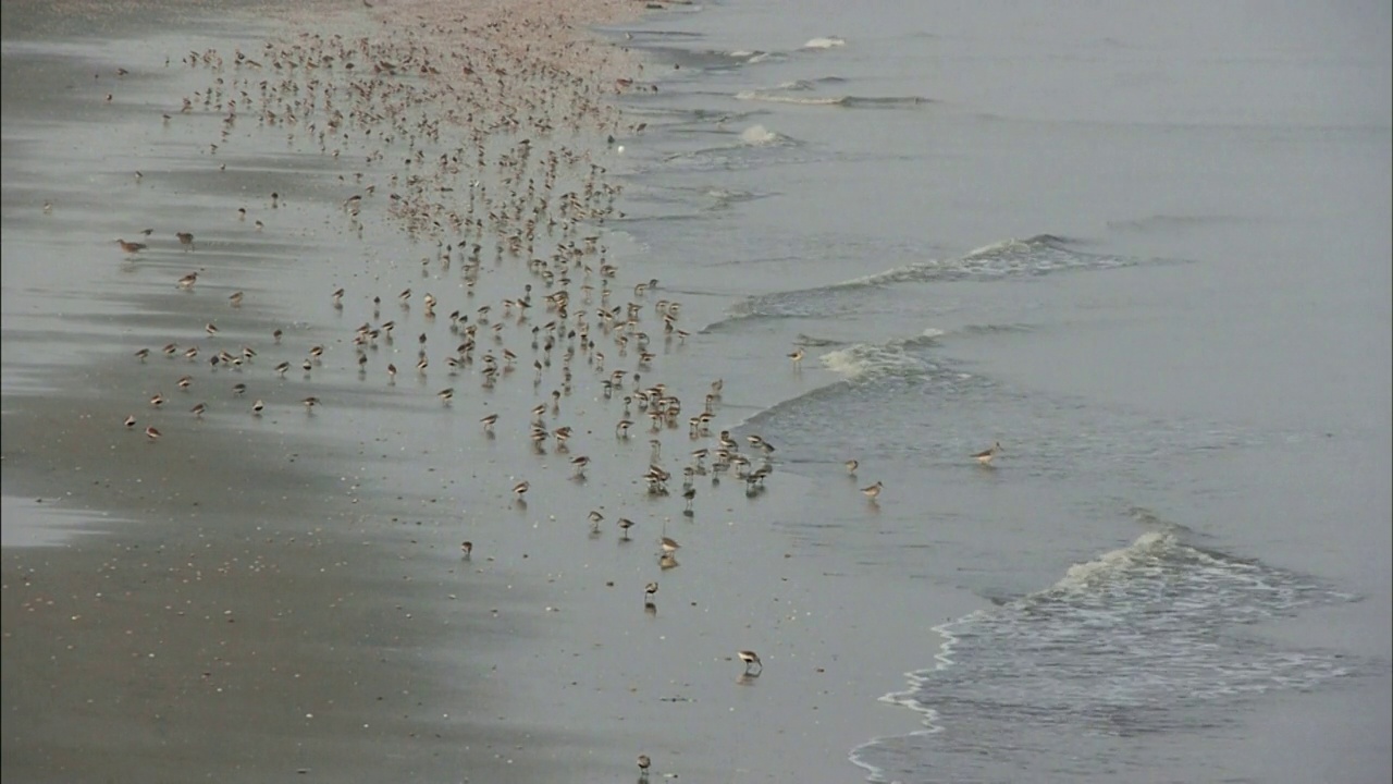 在大海和涨潮中漫步的鸻(Charadrii) /韩国忠清南道瑞川郡视频素材