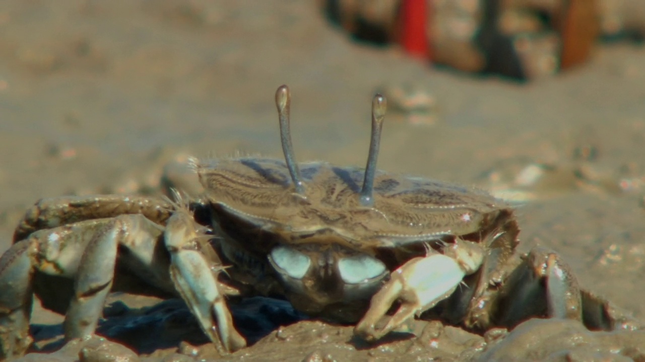 哨兵蟹(Macrophthalmus japonicus)正在从泥滩的洞中向上移动/忠清南道瑞川郡视频素材