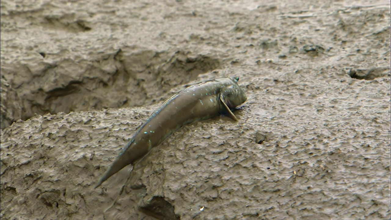 大蓝斑弹涂鱼(Boleophthalmus pectinrostris)正在爬上泥滩的山丘。忠南瑞川郡视频素材