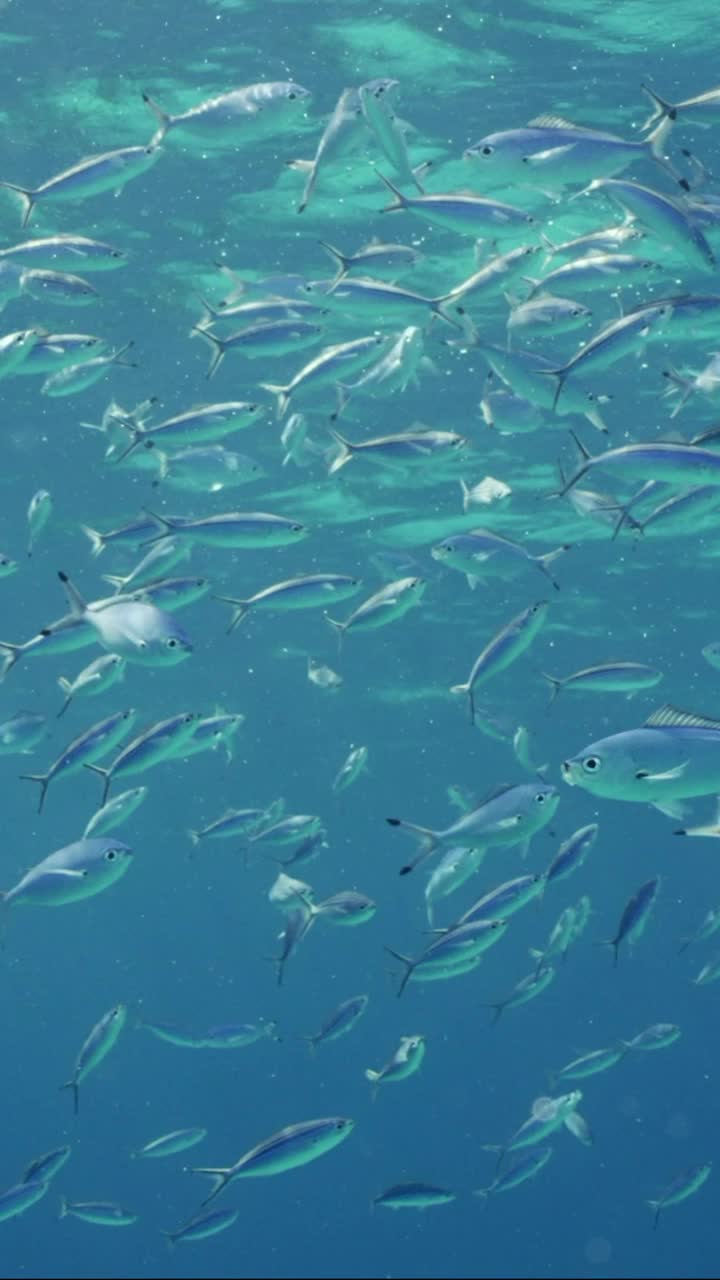 浅滩的蓝色燧发鱼游泳在蓝色的海洋，慢镜头视频素材