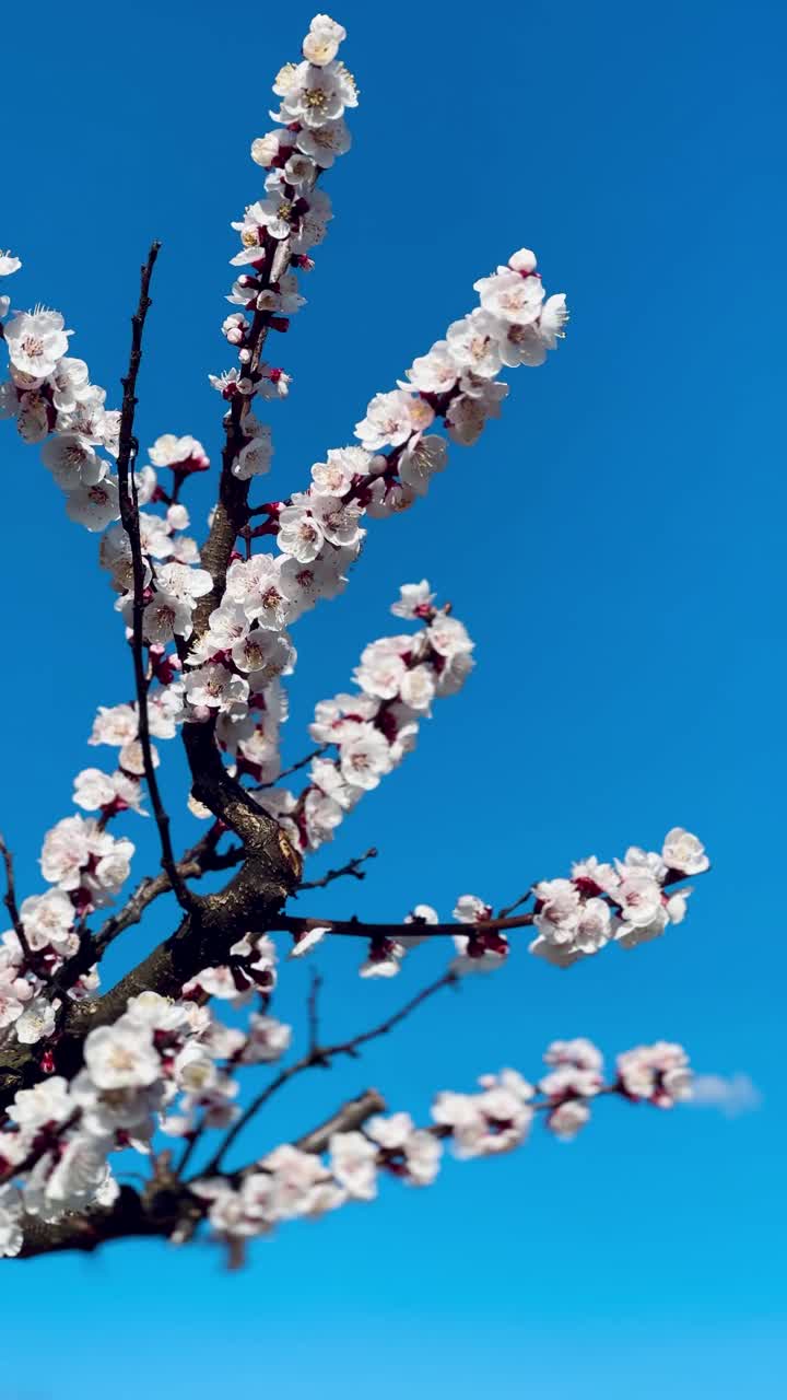 春暖花开枝碧空视频素材