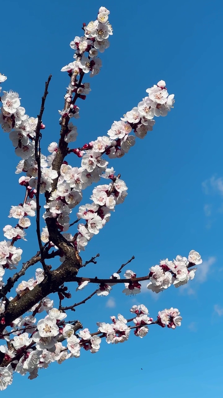 春暖花开枝碧空视频素材