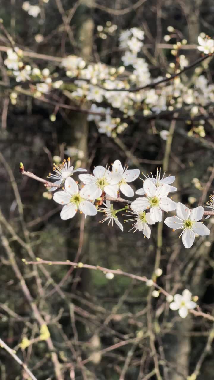 春枝白花，底色棕视频素材