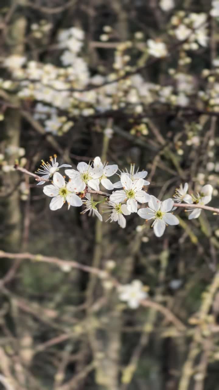 春枝白花，底色棕视频素材