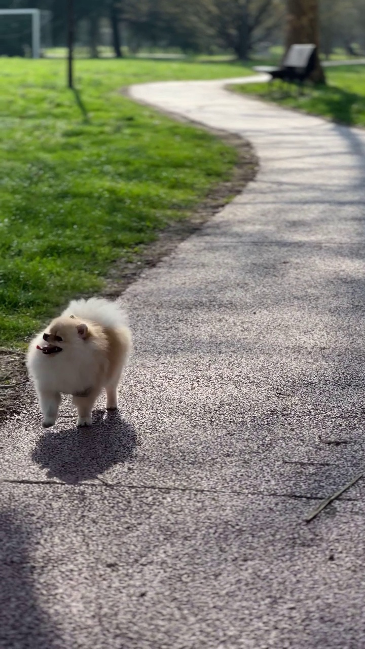 快乐博美犬，公园散步，快乐狗跑视频素材