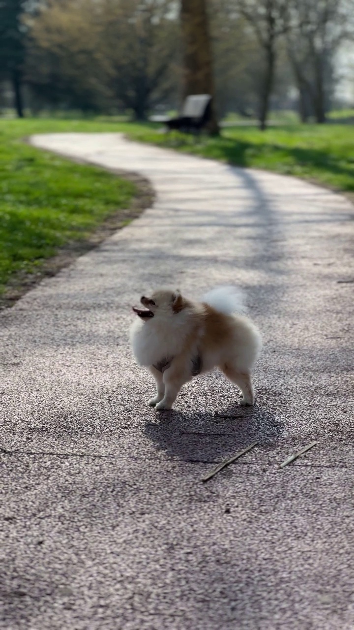 快乐博美犬，公园散步，快乐狗跑视频素材