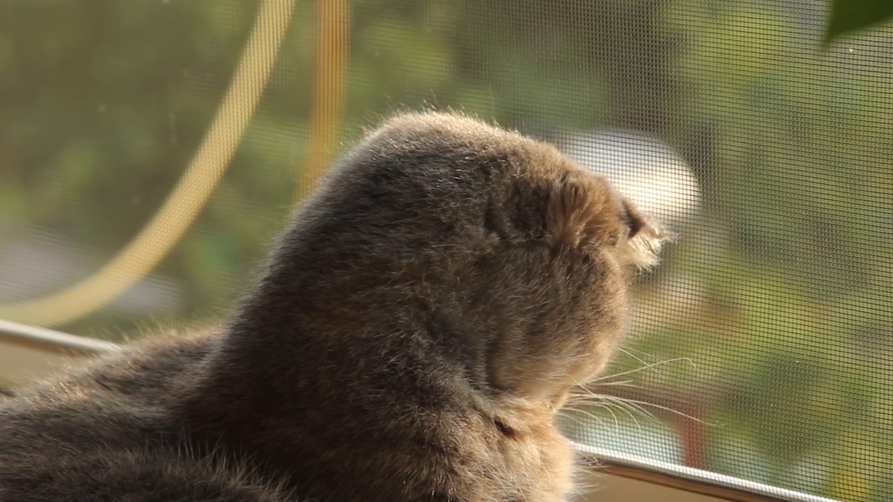 灰色的折角猫坐在窗台上。家猫往窗外看。猫的嘴部特写。视频素材