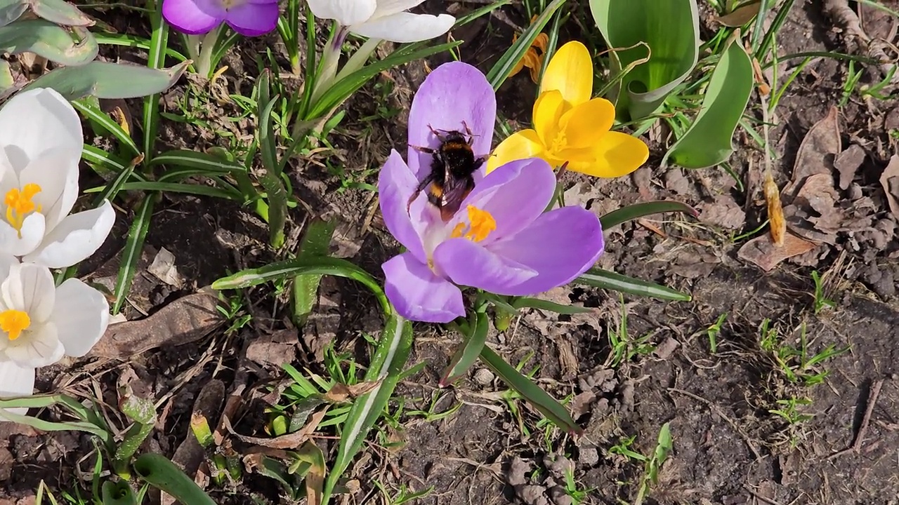 早春时节，一只大黄蜂从紫色番红花上采集花粉。春风轻拂。视频素材