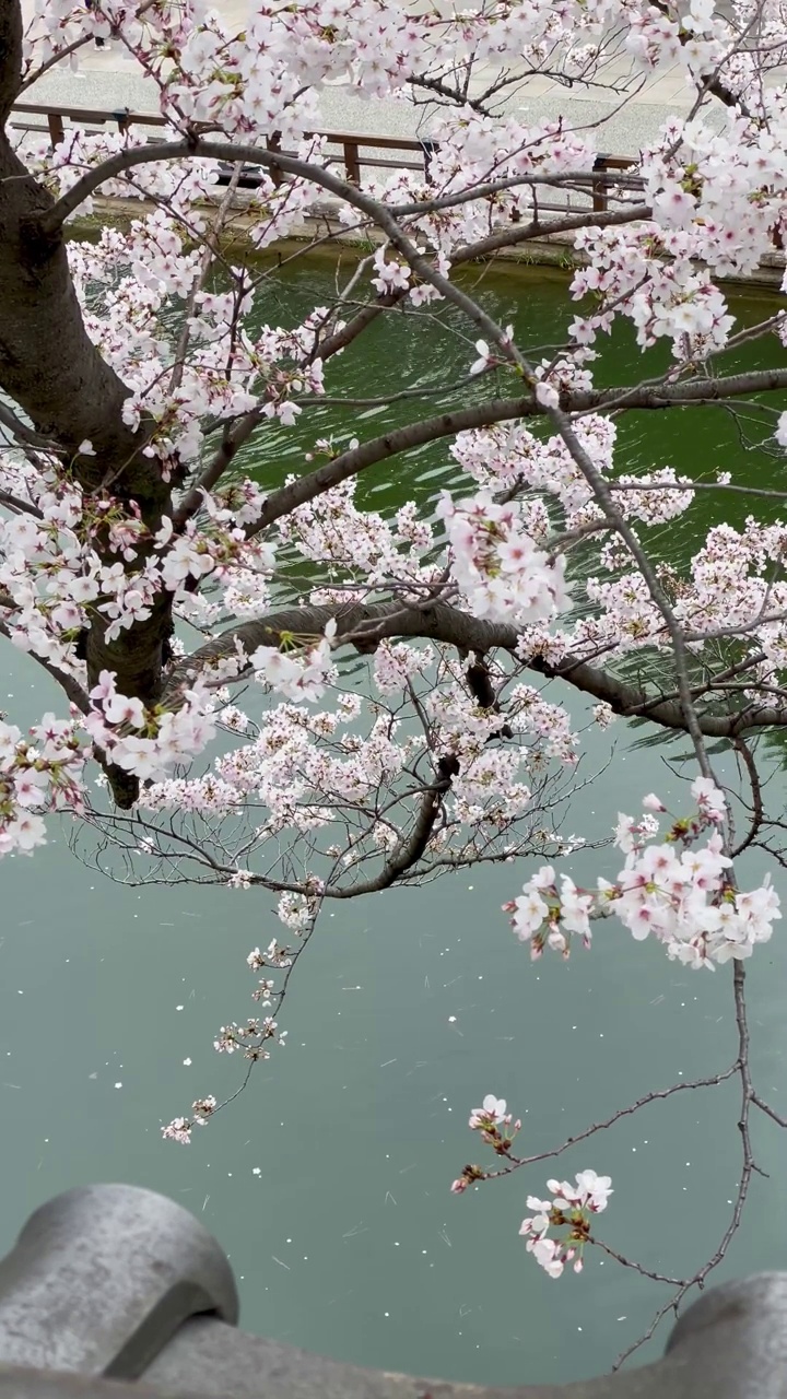 粉红色的樱花在流水上绽放视频下载