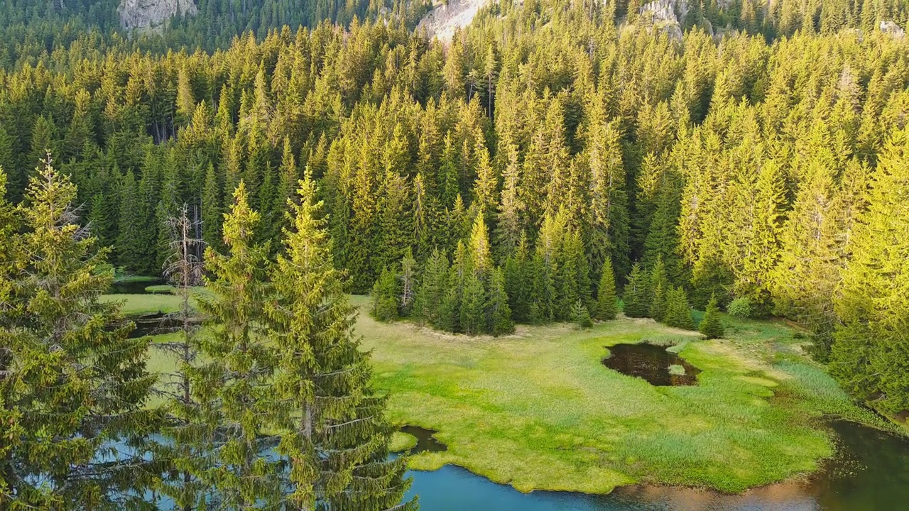 在罗多普山脉的山谷里，森林里有很多绿色的浮萍，供鱼和水禽食用视频素材