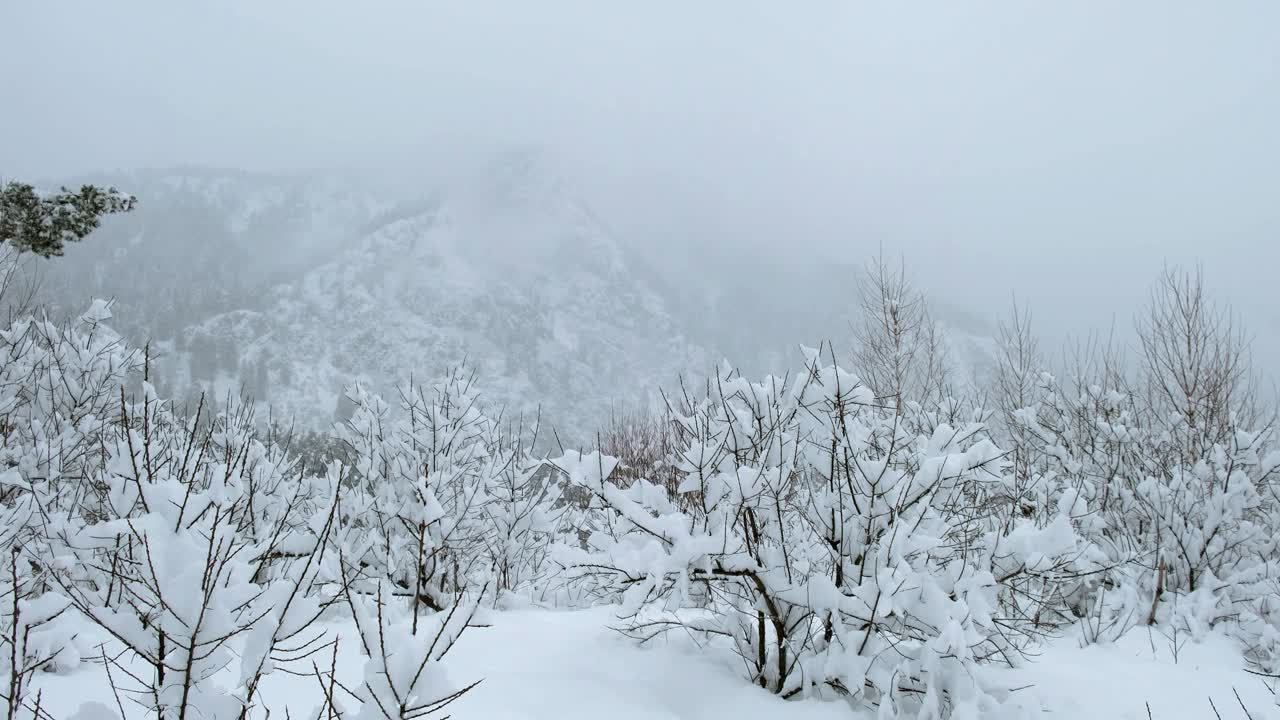 灌木早午餐被白霜和雪覆盖。背景中的阿尔泰山脉被白雪覆盖。视频下载