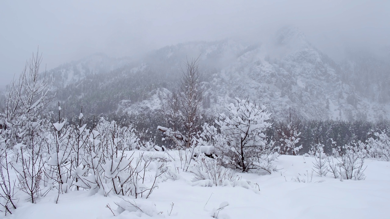 灌木早午餐被白霜和雪覆盖。背景中的阿尔泰山脉被白雪覆盖。视频下载