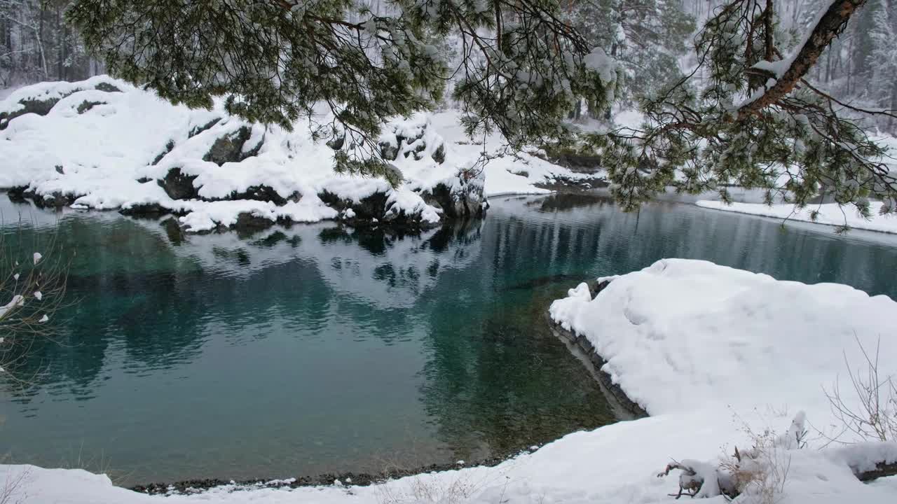 阿尔泰山区卡顿河上的蓝色湖泊在冬季的视频，松树早午餐被白霜覆盖视频下载