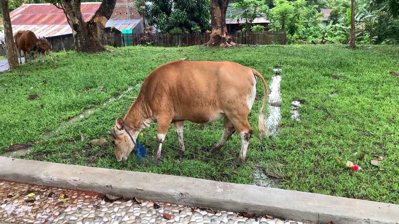 奶牛和犊牛喂养视频素材