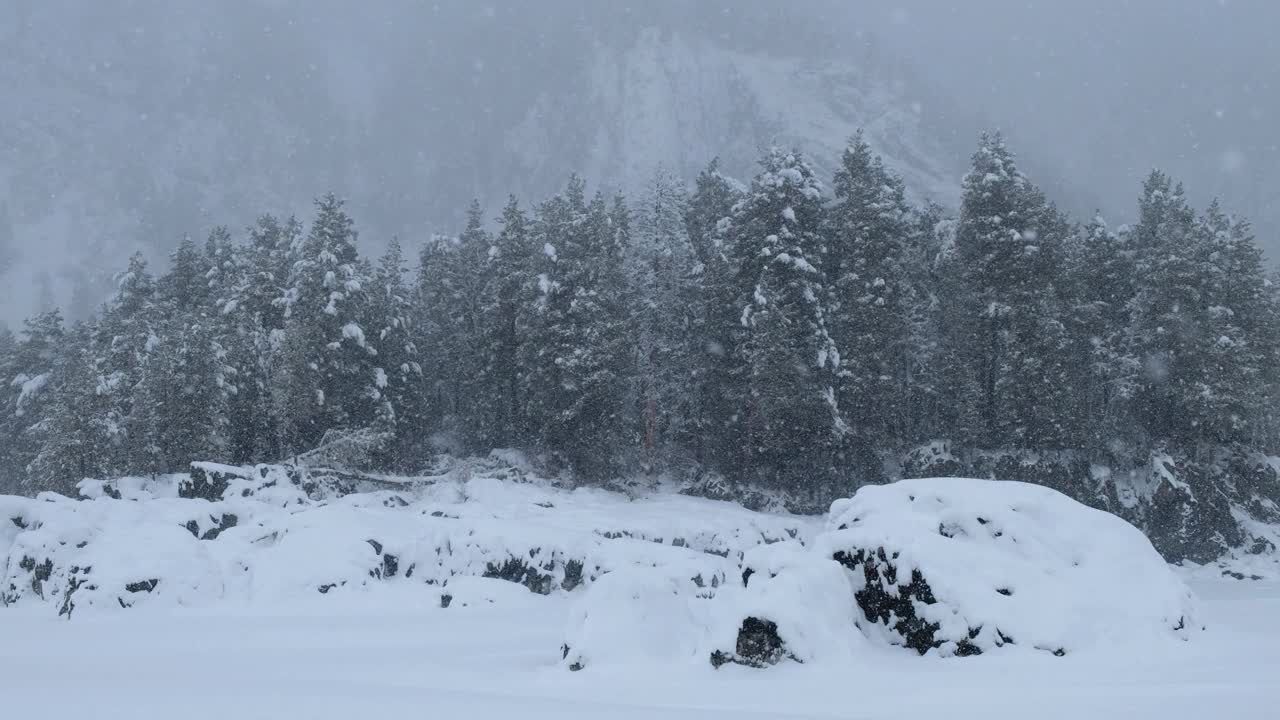 卡顿河畔大雪下的冬季针叶林。视频下载