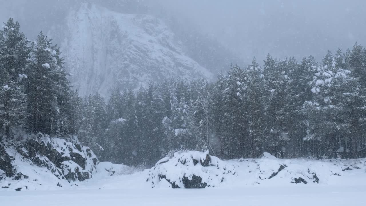 卡顿河畔大雪下的冬季针叶林。视频下载