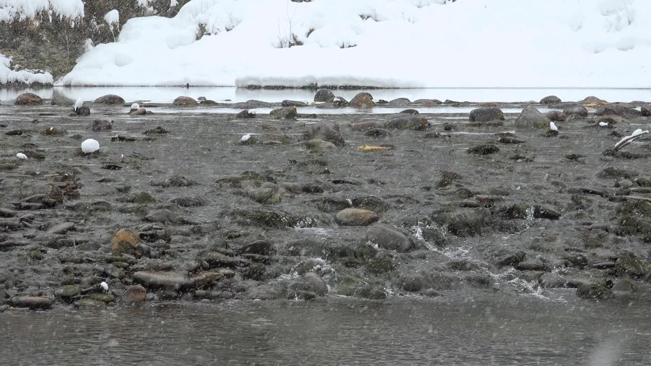 在冬天的大雪下，河上的石头。阿尔泰，蓝湖，西伯利亚，俄罗斯视频下载