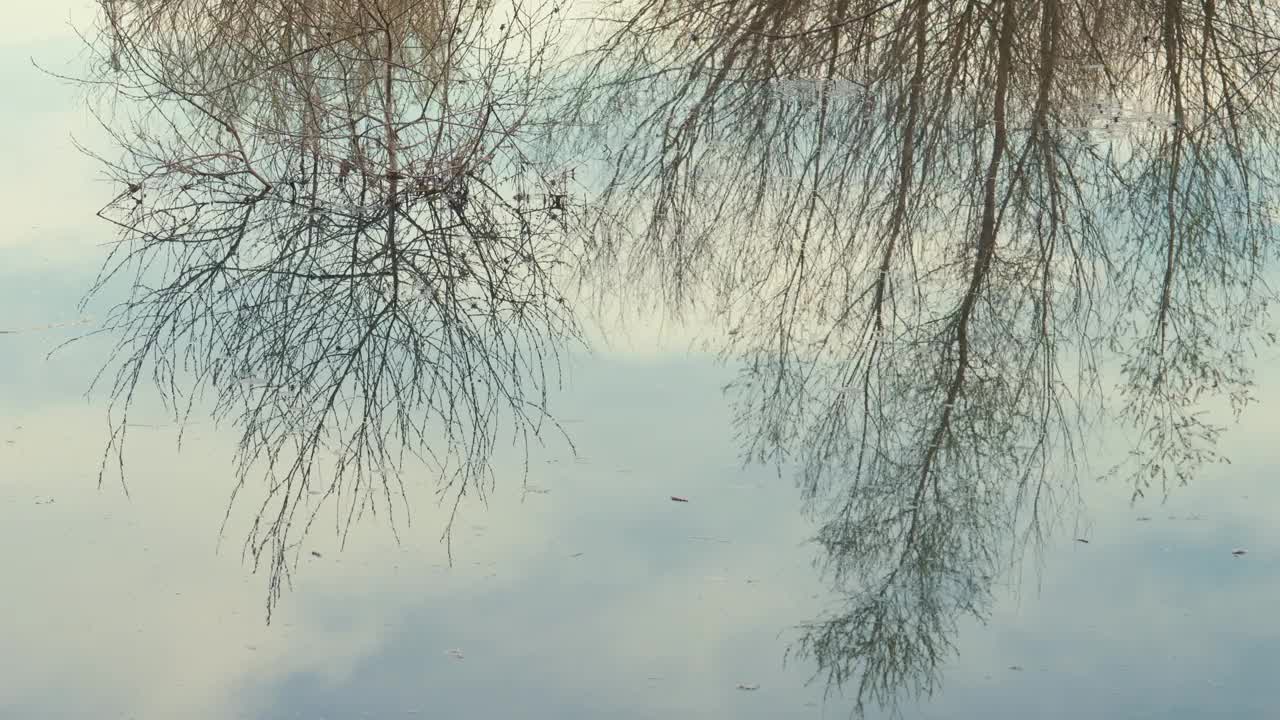 树木和天空在湖面上的倒影视频素材