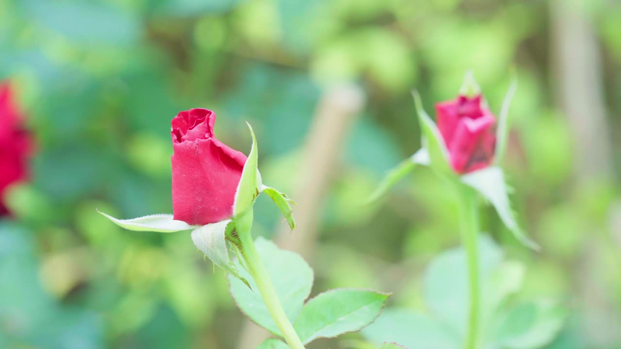 近看，花园里美丽的红玫瑰视频素材