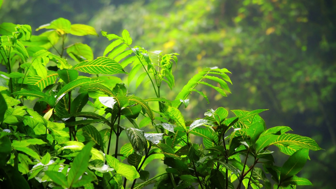 雨林中野生大自然中的绿色植物。用水滴打湿叶子。视频素材