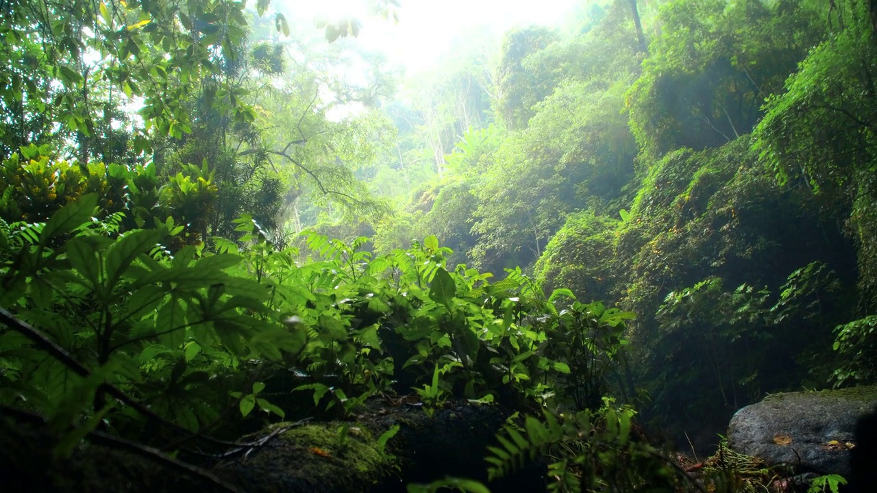 雨林中野生大自然中的绿色植物。用水滴打湿叶子。视频素材