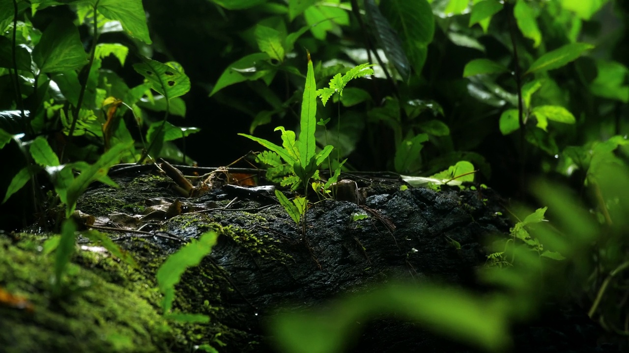 雨林中野生大自然中的绿色植物。用水滴打湿叶子。视频素材