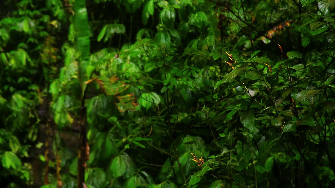 雨林中野生大自然中的绿色植物。用水滴打湿叶子。视频素材