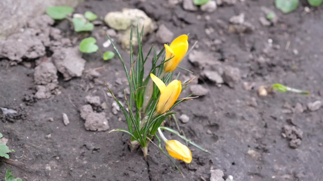 初春的花是黄色的。视频素材