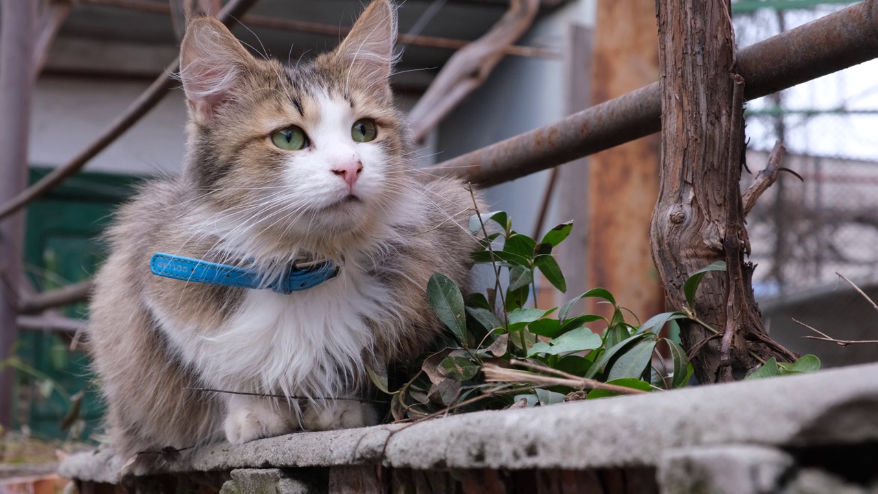 毛茸茸的小猫，蓝色的大眼睛。视频素材