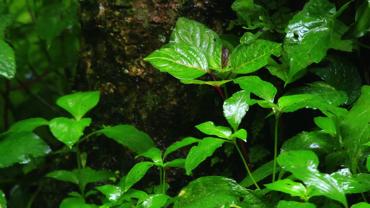 雨林中野生大自然中的绿色植物。用水滴打湿叶子。视频素材