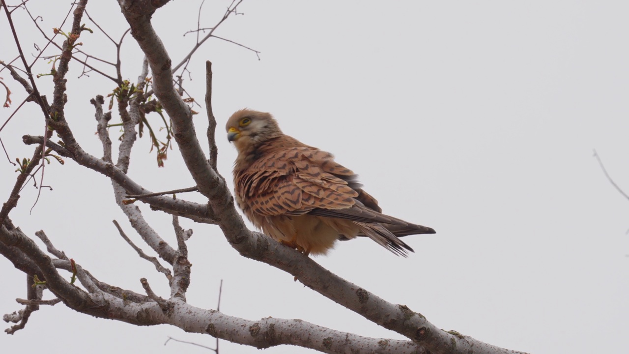 雌性小隼(Falco naumanni)视频素材