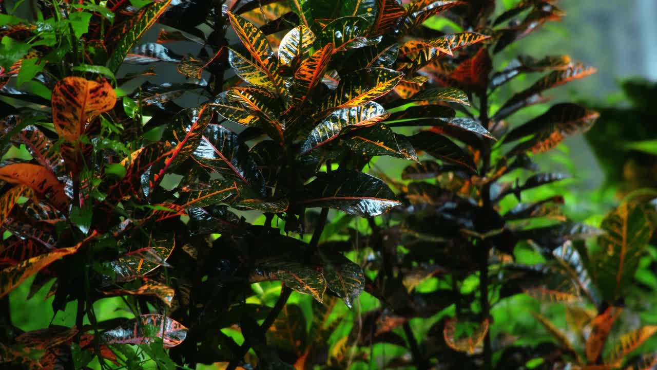 雨林中野生大自然中的绿色植物。用水滴打湿叶子。视频素材