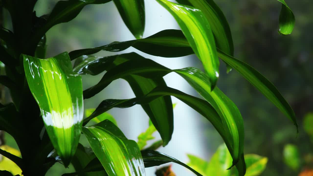 雨林中野生大自然中的绿色植物。用水滴打湿叶子。视频素材