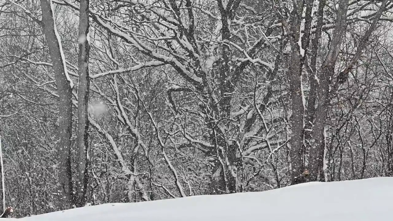 在树林边下雪视频素材