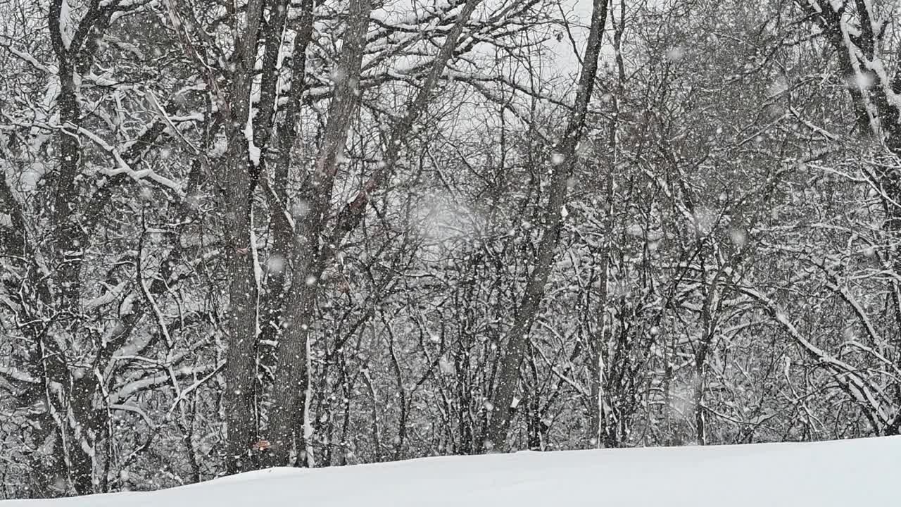 在树林边下雪视频素材