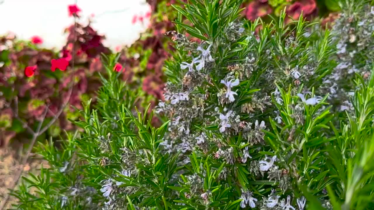 春天迷迭香花上的蜜蜂视频素材