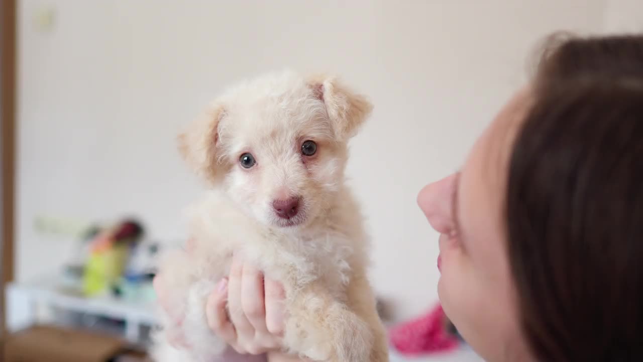 那个爱她小狗的女孩视频下载