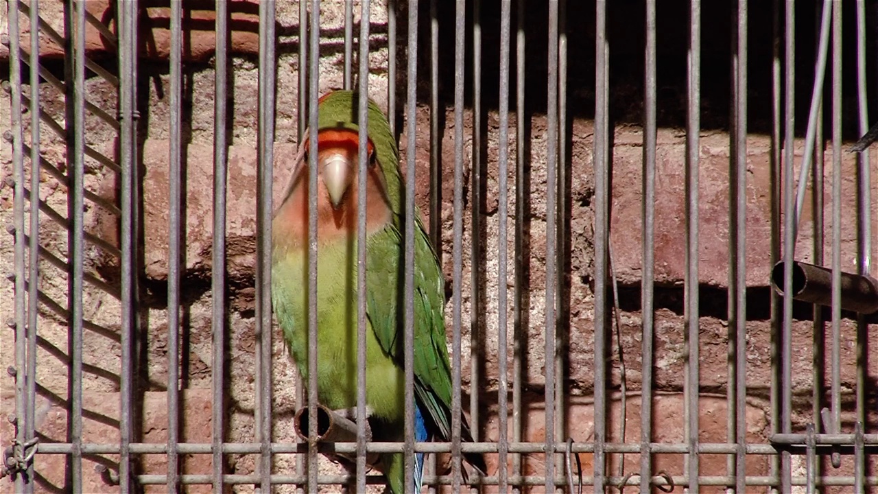 《靠砖墙的鸟笼》中两只红脸的爱情鸟(Agapornis roseicollis)原始的声音。视频素材