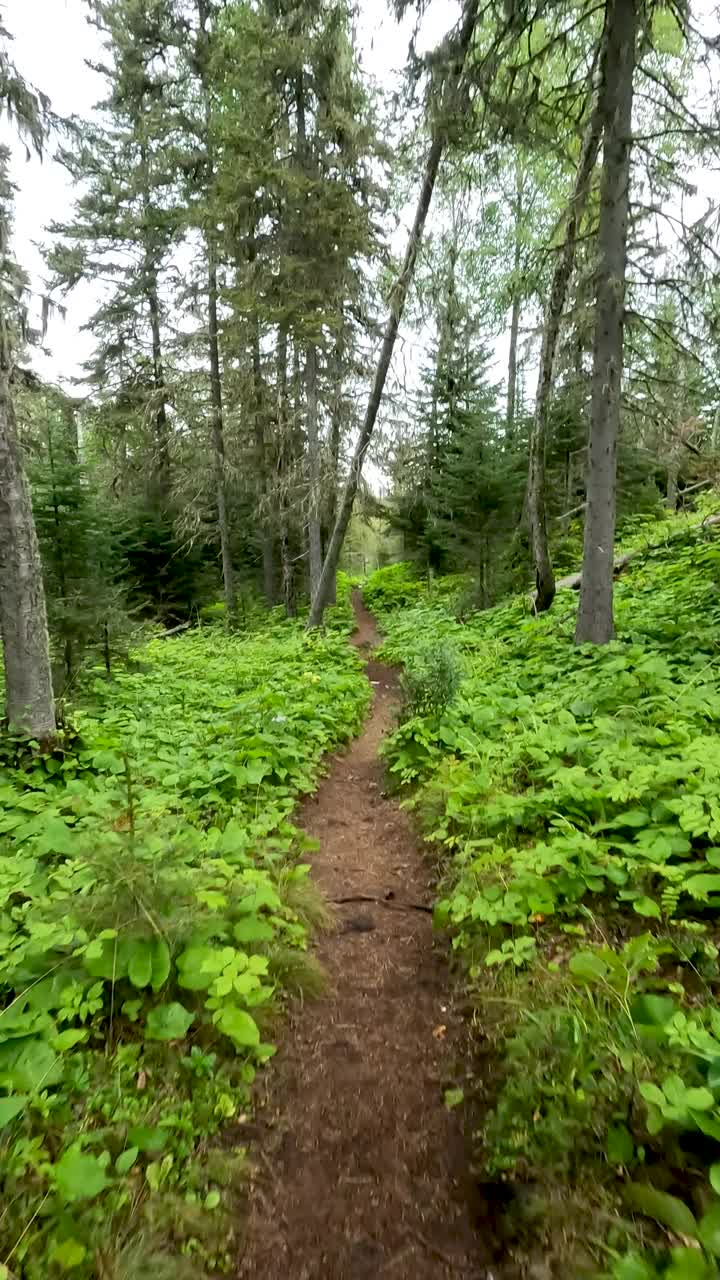 徒步旅行一个偏远的荒野小径，两旁是绿叶植物和古老的松树林地。视频素材