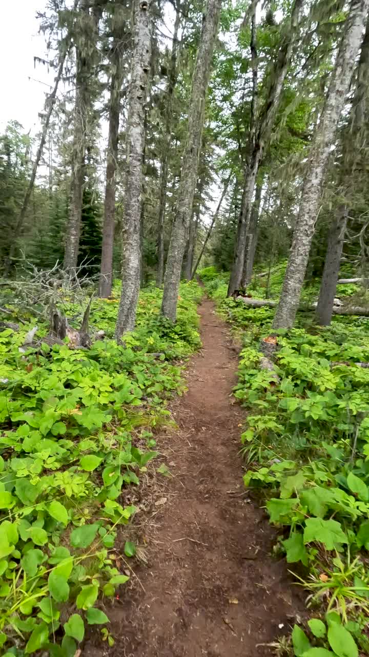 徒步旅行一个偏远的荒野小径，两旁是绿叶植物和古老的松树林地。视频素材