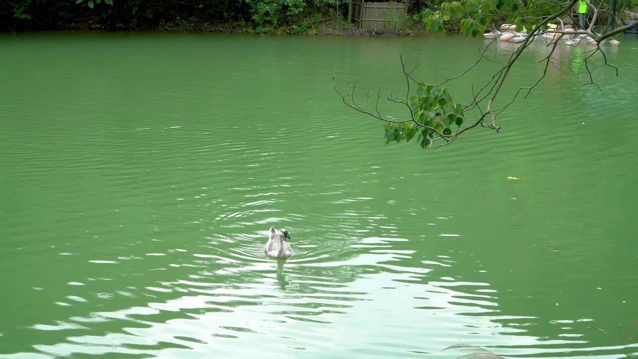 一只鹅在湖里游泳视频素材